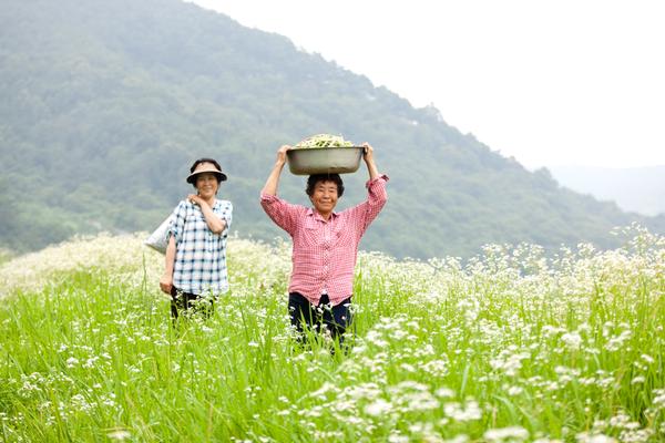 6. 개망초 꽃무리 속에 핀 수확의 기쁨(홍보)/포토뉴스