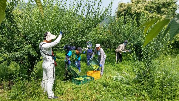 하동농정지원단, 군지부·금오농협 임직원 양보면 세골마을 매실수확 지원