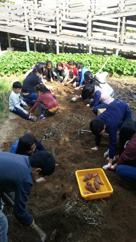 하동 고남초, 고남 꿈밭 프로젝트 일환 학생·교직원 학교텃밭 고구마 땅콩 수확