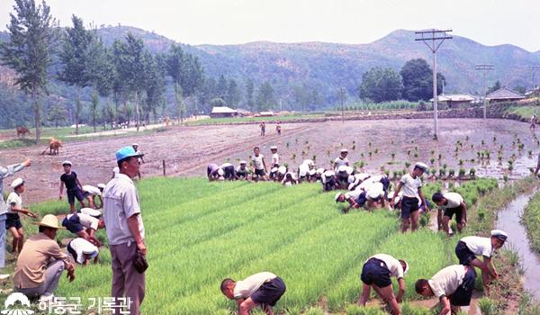 1978. 학생들의 모내기 노력지원