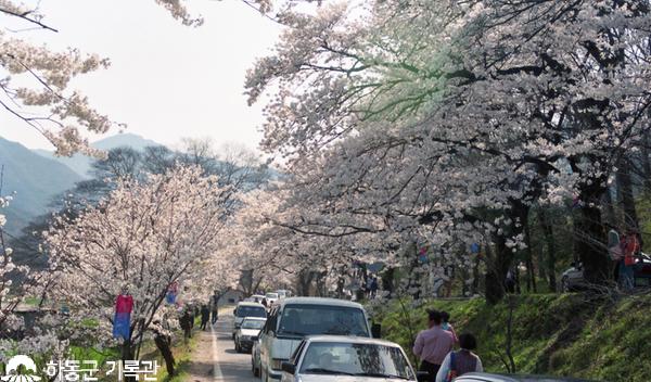 1993.04.05. 화개장터 벚꽃축제